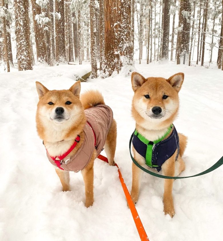 寒さもへっちゃら! 北海道時代の福ちゃん（左）と富くん