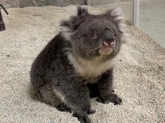 「童顔だけど世界最高齢」愛すべきコアラ・みどりに飼育員も驚き「まさか世界一になるとは」