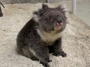 「童顔だけど世界最高齢」愛すべきコアラ・みどりに飼育員も驚き「まさか世界一になるとは」