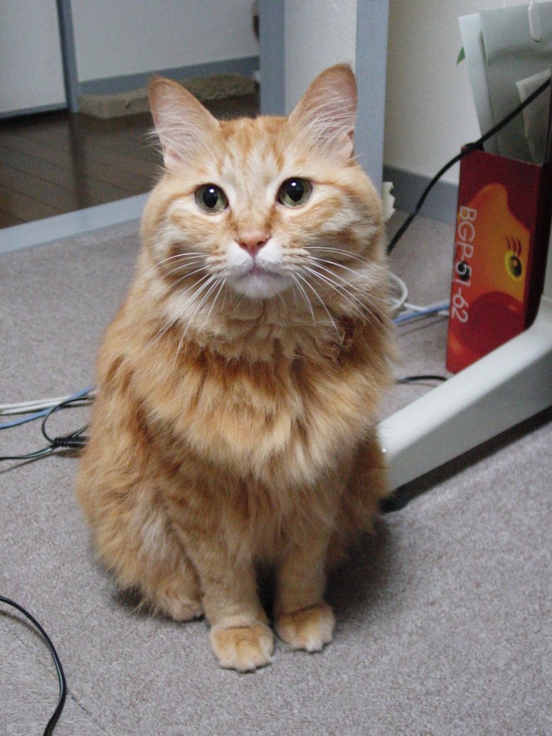 ねこまきさんの飼い猫