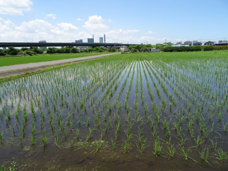 見沼田んぼの様子（3/5）