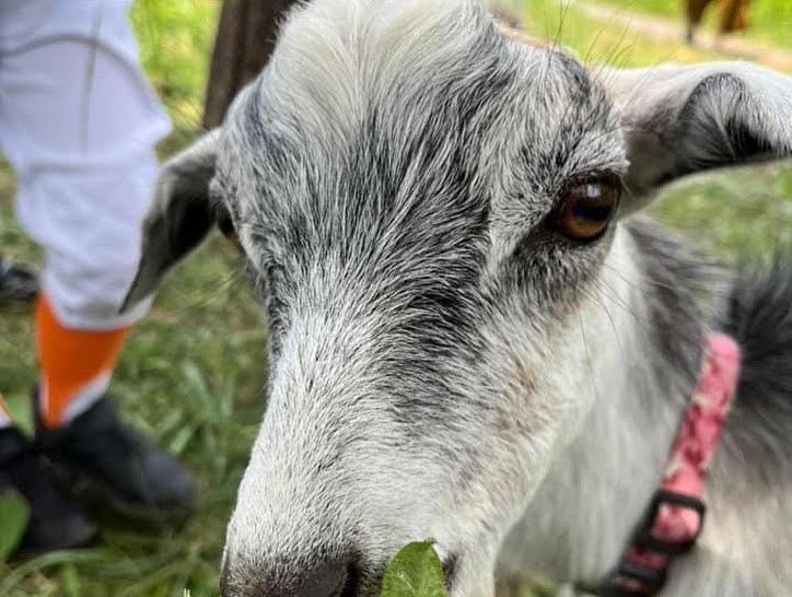 むつざわヤギ牧場のヤギ