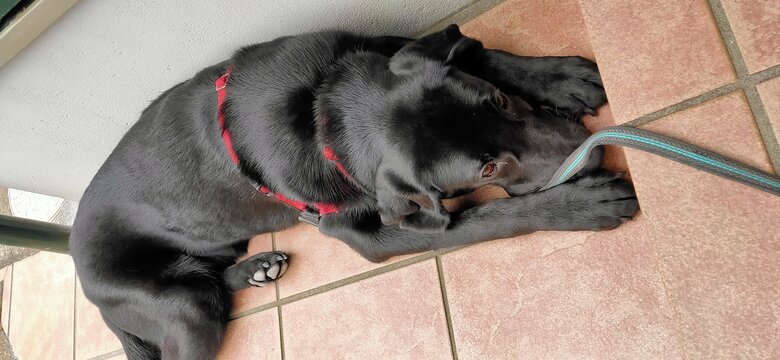 成長してもお気に入りの寝床でのんびり過ごすのが好きだった