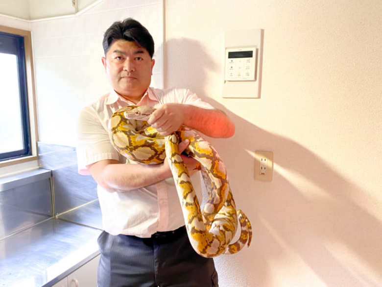 白輪さんが横浜市のアパートで捕獲したアミメニシキヘビ（写真提供／レップジャパン、以下同）