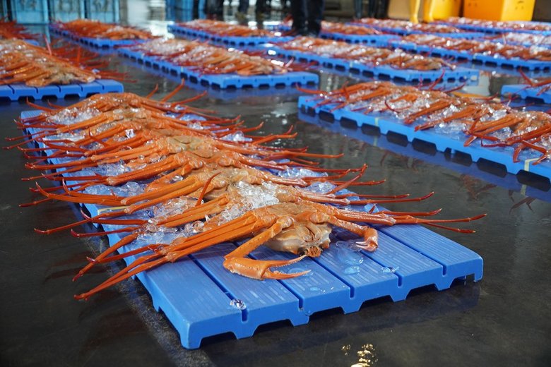 新湊漁業協同組合が射水市内にある全小学校へカニを提供（写真提供／射水市）