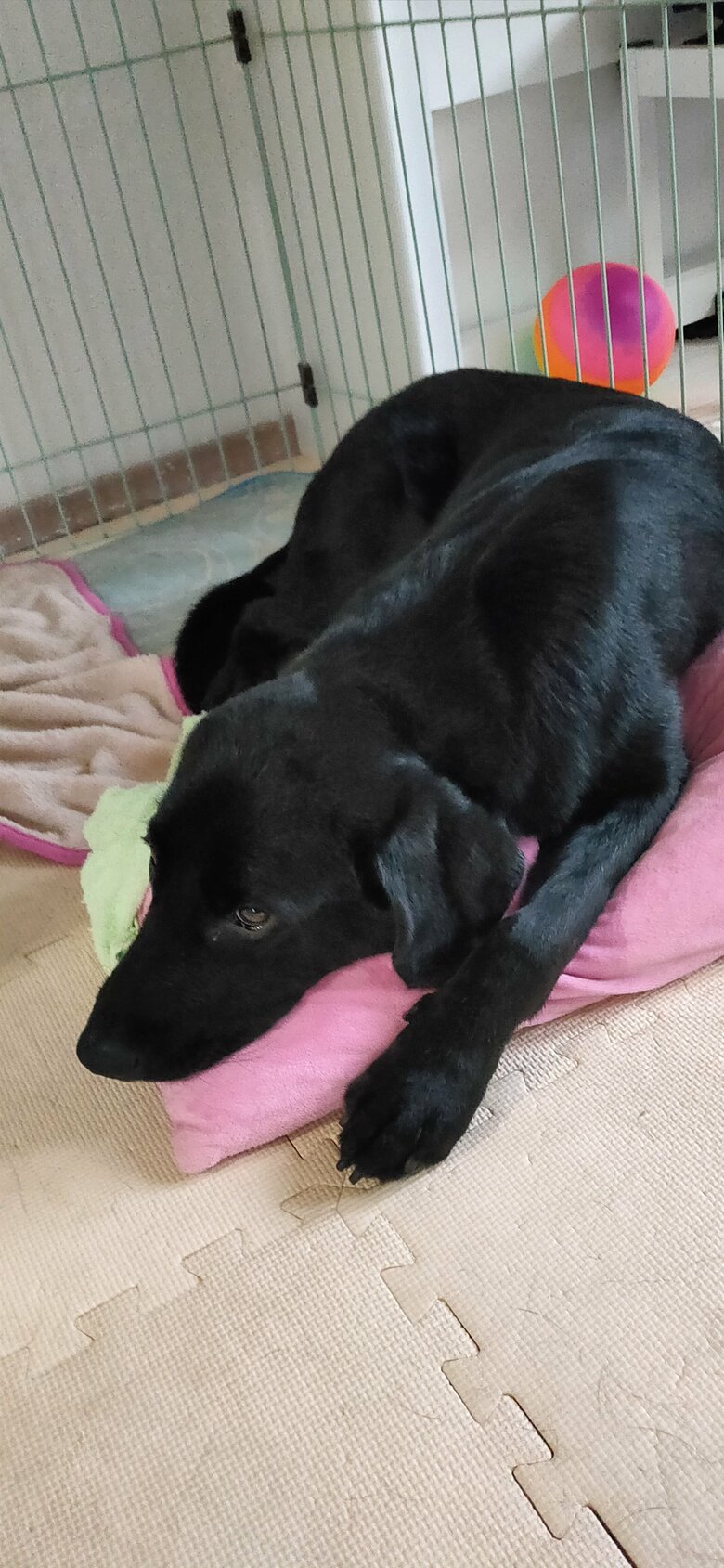 委託当初は甘えん坊だったリアンも、成長過程ではそっけない態度をとることも