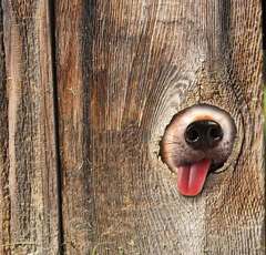 スヌーピーから学ぶ人生哲学「配られたトランプで勝負するしかないのさ」