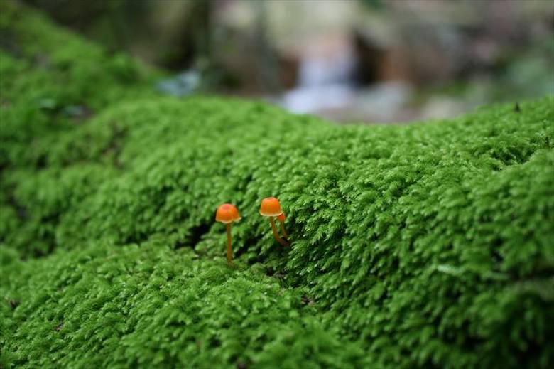 コバノチョウチンゴケとキノコ