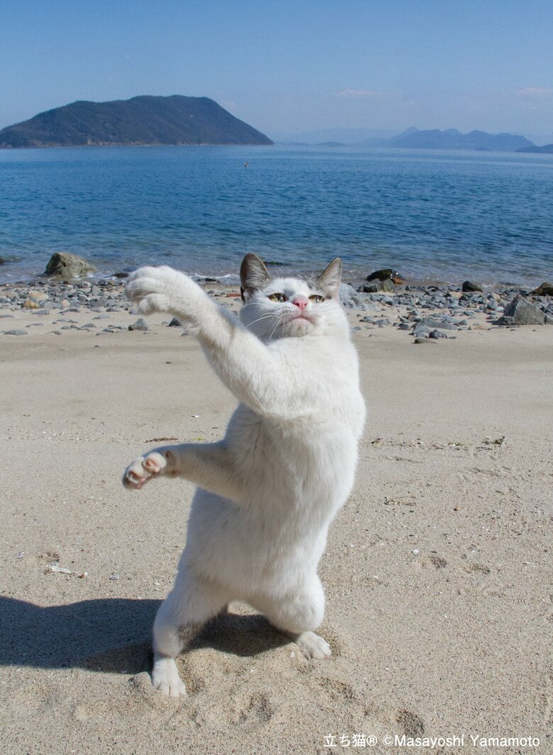 ニャオ〜（撮影：山本正義さん）