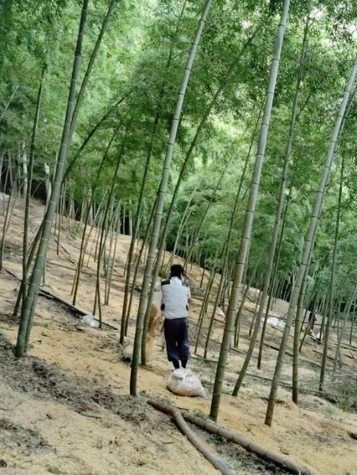 所有する約5000坪の竹林はほとんどが急斜面。管理には大変な労苦を伴う