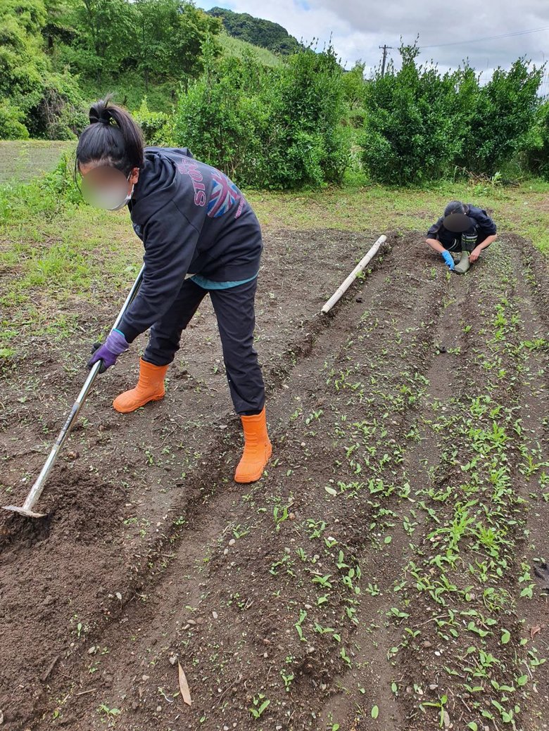 農作業をしている娘さんたち