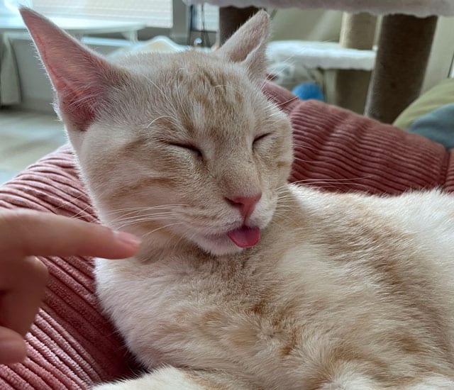 眠そうなホープ（首里虎）くん。Instagram(ユーザーネーム：syuritora)でも発信している。