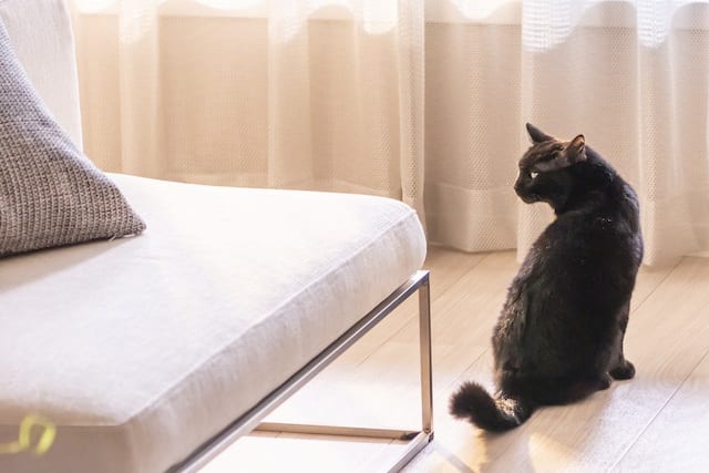 ©2020 HIGH BROW CINEMA