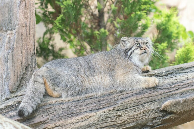 MVでもおなじみのメスのポリー