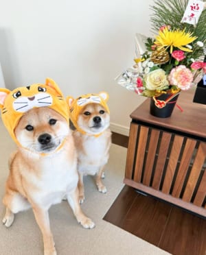 お正月にはトラのお面をかぶって