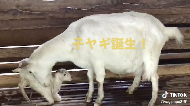 子ヤギ誕生