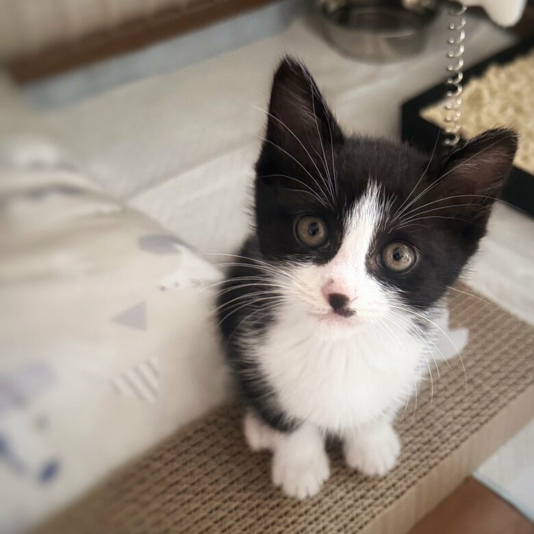 6月に仲間入りしたばかりの保護猫・てんてんちゃんはかなりお転婆