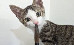 「可愛すぎだろ！」好奇心旺盛な子猫がクシャミ連発！？鼻に筆を突っ込む姿に「最高です」