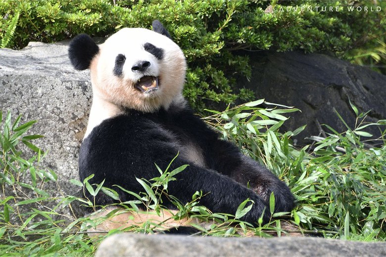 まもなく中国に旅立つ双子の妹・桜浜（8歳）。好奇心旺盛な性格