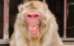  「ボス猿の苦悩…？」7頭の赤ちゃん猿が誕生も高尾山さる園で何が「園長に真相を聞く」