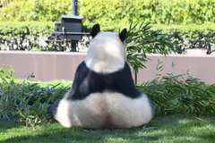 「パンダのおしり」がSNSで人気の動物園「アドベンチャーワールド」から3頭のパンダが中国へ