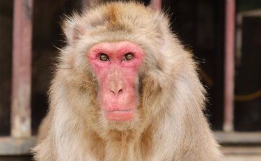  「ボス猿の苦悩…？」7頭の赤ちゃん猿が誕生も高尾山さる園で何が「園長に真相を聞く」