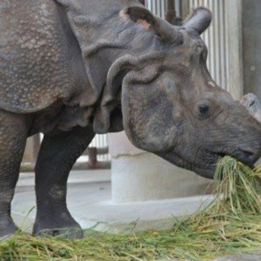 『ざんねんないきもの事典』監修者の「親子で動物園を100倍楽しむ方法」