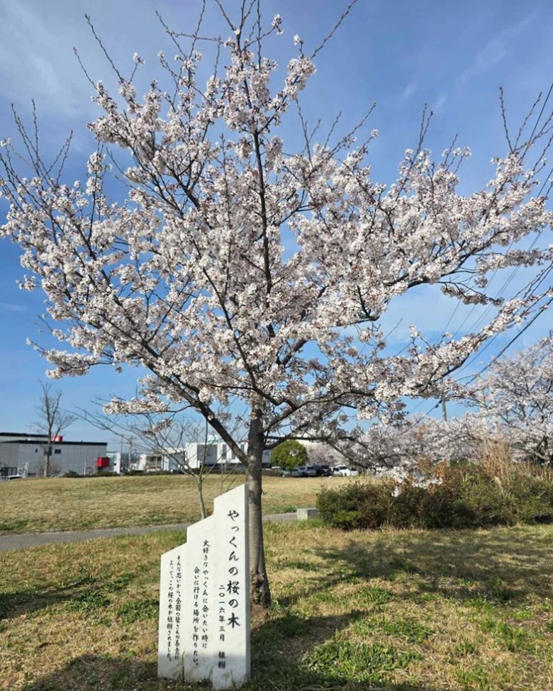 10年後、2026年のやっくんの桜の木。立派に成長を遂げ、花が咲き乱れた