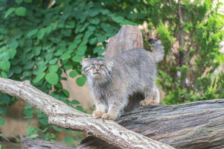 マヌルネコのポリーは木登りだって大得意！