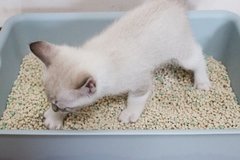 猫トイレ、犬トイレのお悩み解決します