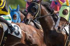 ウマの誕生日に寄付額が3500万円!?支援から応援へと変化する「寄付のトレンド」