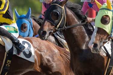 ウマの誕生日に寄付額が3500万円!?支援から応援へと変化する「寄付のトレンド」