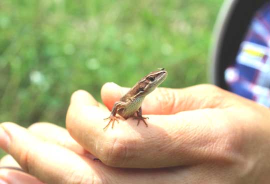 「観察するときは優しく触ってね」