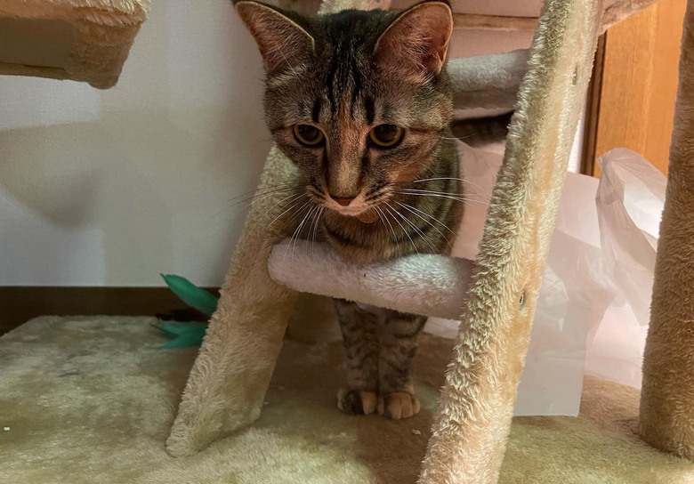 Instagramに投稿された、雪ちゃんの姿。好きなビニール袋から、抜け出せなくなっている困惑の表情がたまらん！（倉科さん公式Instagram kanakurashina_officialより）