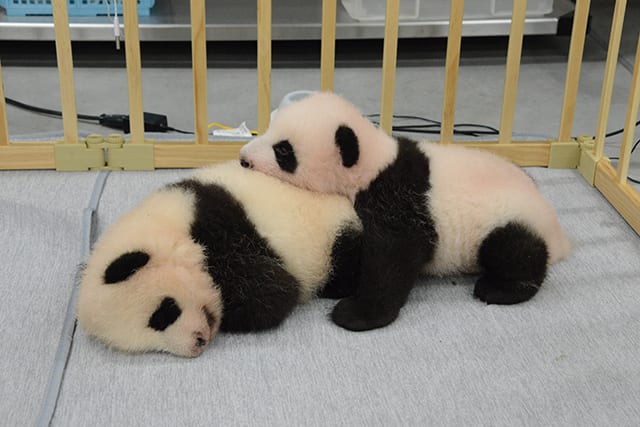 生後75日のレイレイ（左）とシャオシャオ（右）2021年9月6日撮影