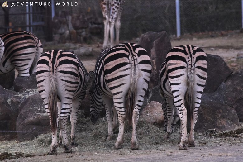 シマウマのおしりも人気