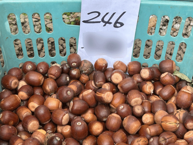 幻のクヌギとなる国道246号沿いで入手したドングリ