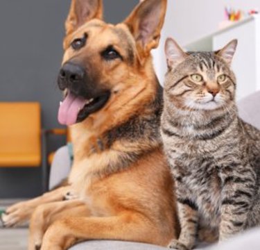 犬を飼うと心臓病のリスクが36%も減少!? ぬいぐるみでも代用OKなアニマルセラピーの力