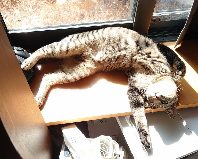 『ちびすけmeetsおおきい猫さんたち』の主役・ちびすけ（椹野さんTwitterより）