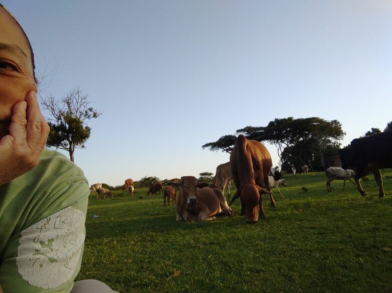 牛が放牧されている、のどかなマサイ族の村