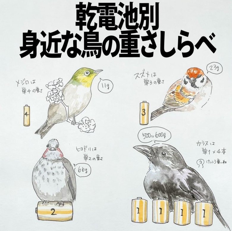 乾電池別　身近な鳥の重さしらべ