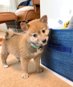 小さいころの豆柴の富くん。やんちゃそうな表情です