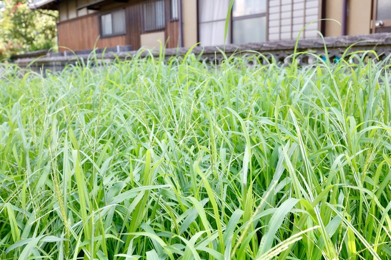 雑草が伸び放題の庭のイメージ