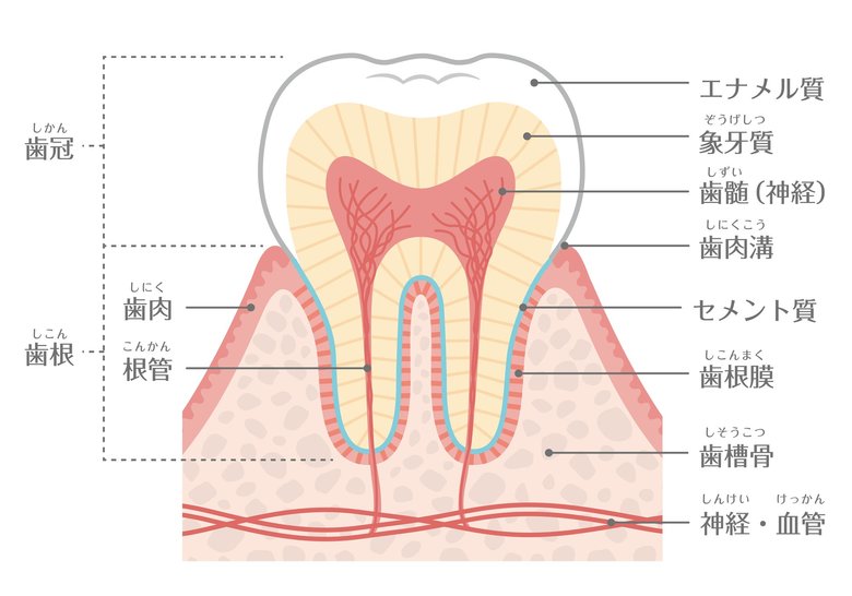 歯の構造（断面図）
