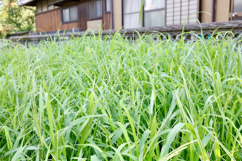 【帰省時にやると喜ばれること】その5・庭の草むしりをする