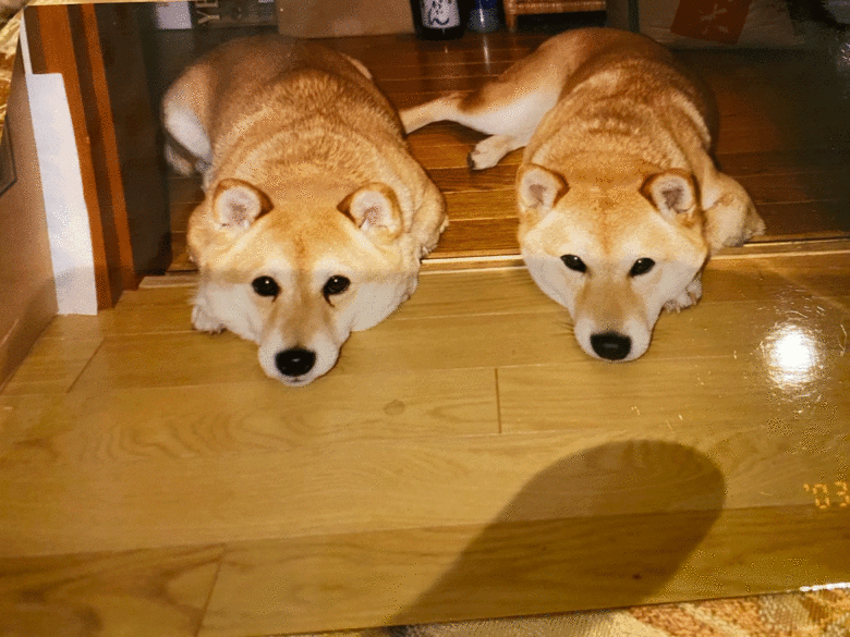 かつて飼っていた愛犬とその子どもの親子ワンちゃんの姿や瞳に癒やされる
