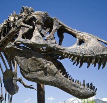 妖しくライトアップされた“夜”の恐竜？ 日本で唯一「宿泊できる博物館」が話題！