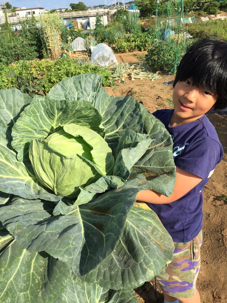 9歳2ヶ月。キャベツを収穫