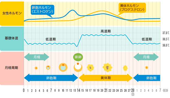 引用：日本体育大学「月経周期とは」