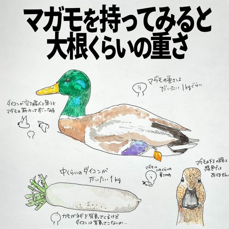 マガモを持ってみると大根くらいの重さ